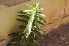 Indoneesiella longipedunculata